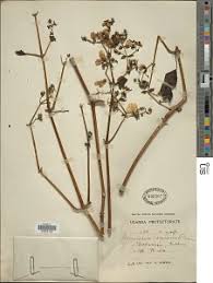 Image result for Mimulopsis