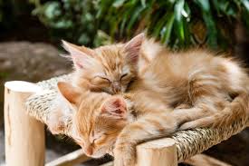What Does Newborn Kittens Mean In A Dream Newborn Kittens
