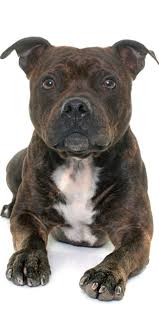 Pitbull Breeds And Their Differences In Behavior In 2020 Pitbull Dog Breed Pitbulls Pitbull Terrier