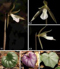 Image result for Nervilia petraea