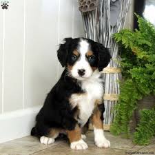 Mini bernedoodle breeder & mini bernedoodle puppies for sale what is a mini bernedoodle? Mini Bernedoodle Puppies For Sale These Loving Playful Miniature Bernedoodle Puppies Are A Cro Bernedoodle Puppy Mini Bernedoodle Bernese Mountain Dog Poodle