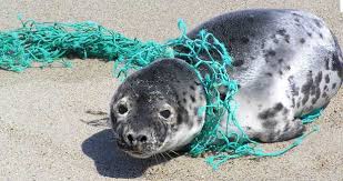 All To Often Marine Animals Get Caught Up In Discarded Nets And Other Debris Items Ocean Pollution Marine Pollution Save The Sea Turtles