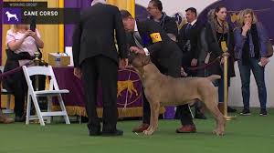 Siba the standard poodle was crowed 'best in show' at the 144th edition of the show. Cane Corso Breed Judging 2020 Youtube