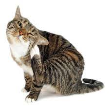 Comment Se Debarrasser Des Puces De Chat Naturellement Remedes Et Conseils