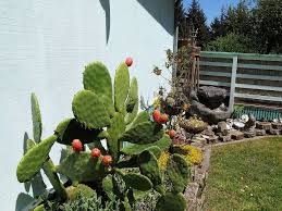 This post will teach you all about how to propagate prickly pear cactus pads. Ants On My Prickly Pear Hometalk