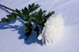 Maybe you would like to learn more about one of these? Attending A Japanese Funeral Articles On Izanau