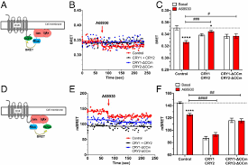 Hamster picture 835 1000 jpg : Vulnerability To Helpless Behavior Is Regulated By The Circadian Clock Component Cryptochrome In The Mouse Nucleus Accumbens Pnas