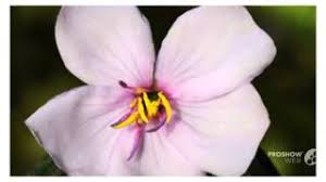 Image result for Dissotis speciosa