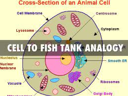 Check spelling or type a new query. Cell To Fish Tank Analogy By Jacob Stiles
