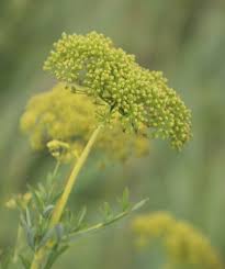 Image result for Heteromorpha involucrata