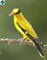 Trần Tuấn Long Moi Trường Adli Kullanicinin Wonderbirds Species Panosundaki Pin Hayvanlar Alemi Kus Ve Hayvan
