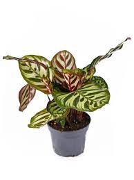 Their habitats are in two different parts of the world.) Peacock Plant Care Taking Care Of Calathea Peacock Houseplants