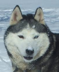 Blue nose pitbulls and lilac tri pitbulls and blue fawn pitbulls and champagne pitbull puppies for sale. 50 Very Beautiful Siberian Husky Dog Photos And Pictures