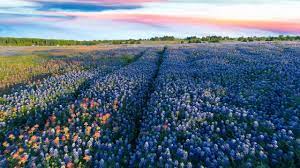 See who's going to ennis bluebonnet trails festival 2021 in ennis, tx! Texas State Flower 4k Bluebonnet Trails Ennis Tx 2017 Drone Texas Youtube