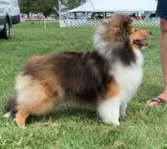 Sable sheltie puppies for sale. Quality Shetland Sheepdog Shelties Breeder Show Pet Puppies