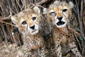 Baby cheetahs pictures,cheetahs cubs images, animals pic,animals wallpapers,cute animals, funny animals hi, from baby animals. Abused Cheetah Cubs To Be Rescued The Spokesman Review