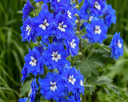 Ratings, based on 146 reviews. Delphinium How To Plant Grow And Care For Delphinium Flower Hgtv