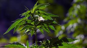 The following are some of these species: Marijuana Drug Raid California Seizes 1 5 Billion In Illegally Grown Marijuana Cbs News