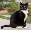 8 Fun Facts About Tuxedo Cats - The Spruce Pets