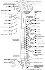 Study flashcards on spinal cord at cram.com. Pin On Health Charlotte Mason Style