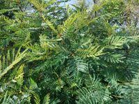 Image result for Peltophorum africanum