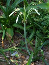 Image result for Crinum lugardiae