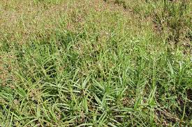 Image result for Pycreus mundtii