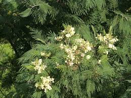 Image result for Acacia mearnsii