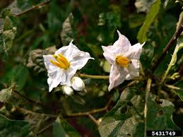 Image result for Solanum viarum
