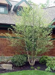 Birch Trees In Florida Heritage Clump Birch Tree Multi Stem Tree That Will Grow To 35 Ft A Great Corner Or Privacy Tree River Birch Trees Birch Trees Landscaping House Landscape