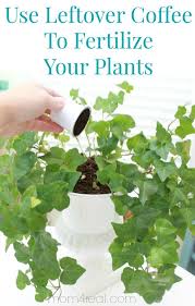 Use Coffee For Plants As A Fertilizer Tip Of The Day Plants Fertilizer For Plants Trees To Plant