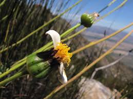 Image result for Austrosynotis