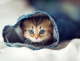 En Tatli Kedi Resimleri Photos Facebook