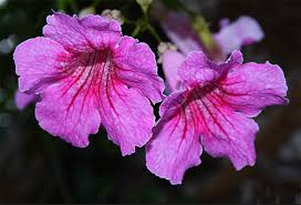 Image result for Podranea brycei