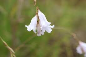 Image result for Dierama longistylum