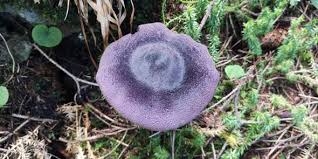 Kann Wer Diesen Pilz Bestimmen Pilze Pilze Sammeln