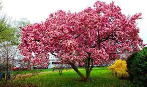 Trees, garden flowers and wild flowers. Six Of The Best Trees For Clay Soils Express Co Uk