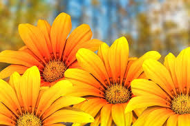 Check spelling or type a new query. 480x800px Free Download Hd Wallpaper Flowers Gerbel Beautiful Flower Nature Spring Flowering Plant Wallpaper Flare