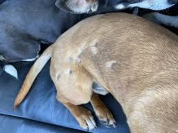 How To Get Rid Of Mange In Your Dog S Coat Farm And Dairy