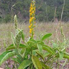 Image result for Crotalaria misella