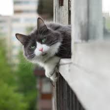 They like to climb on the screen. How To Cat Proof Your Home