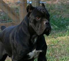 The cane corso is a large italian breed of dog, for years valued highly in italy as a companion, guard dog and hunter. 63 Cane Corso Mastiff Puppies For Sale Florida L2sanpiero