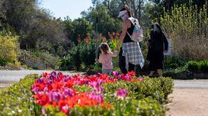 Palos verdes florist is located in rancho palos verdes city of california state. Poppies And Other Favorites Bloom At South Coast Botanic Garden Nbc Los Angeles