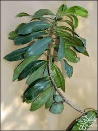 Image result for Warburgia ugandensis