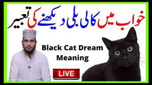 To see a black cat in your dream indicates that you are experiencing fear in using your psychic abilities and in believing in your intuition. Cat Dream Meaning In Urdu Khwab Mein Kali Billi Dekhna Kaisa Khwab Mein Billi Dekhna Ki Tabeer Youtube