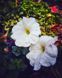 Petunia Is Genus Of 20 Species Of Flowering Plants Of South American Origin The Popular Flower Of The Same Name Deri Popular Flowers Petunias Planting Flowers