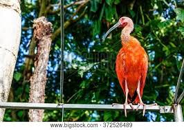 The caroni swamp includes fifteen thousand acres of marshland, tidal lagoons, and mangrove trees. Scarlet Ibis Eudocimus Image Photo Free Trial Bigstock