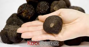 Girisimciye Siyah Elmas Truf Mantari Firsati Girisimcilik Is Fikirleri Fransiz Yemek Tarifleri Mantar Truffle