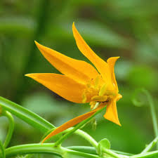 Image result for Littonia modesta