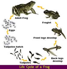 Jumping in circles to mark his territory; Life Cycle Of A Frog Quiz Frog S Life Cycle Quiz Animal Quizzes Trivia